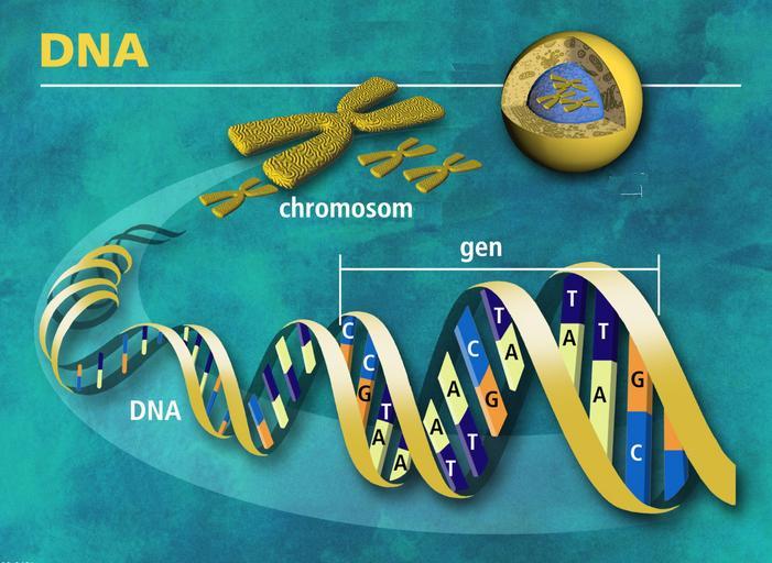 lidská DNA